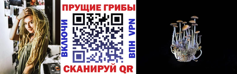 сколько стоит  Печора  Галлюциногенные грибы Psilocybine cubensis 